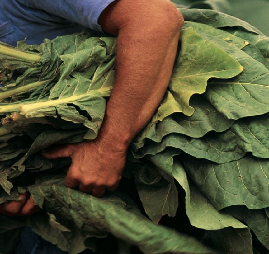 Huge tobacco leaves freshly cut and carried by farm worker